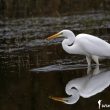 Grande Aigrette pêchant