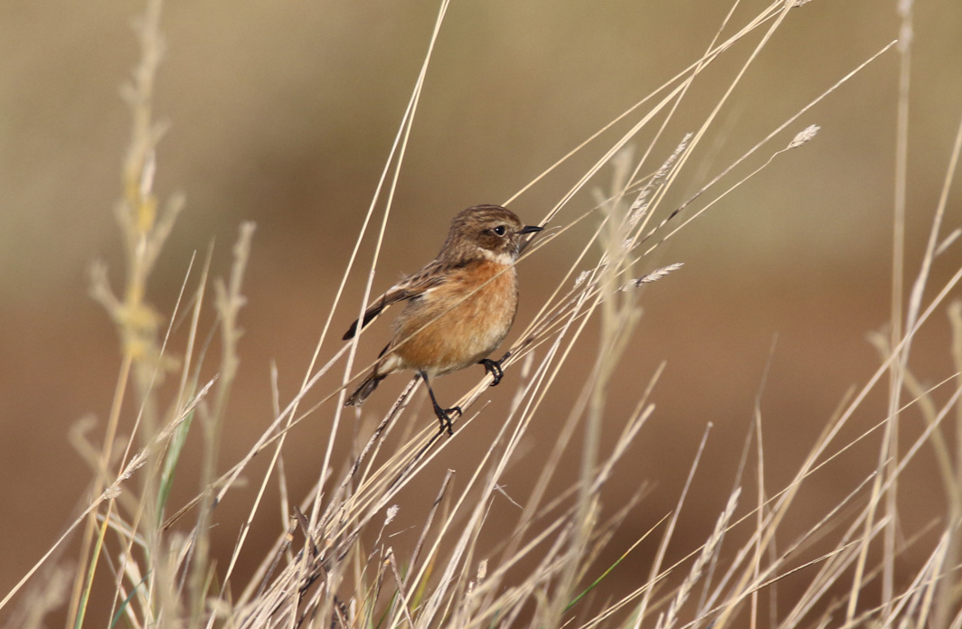 Tarier pâtre femelle