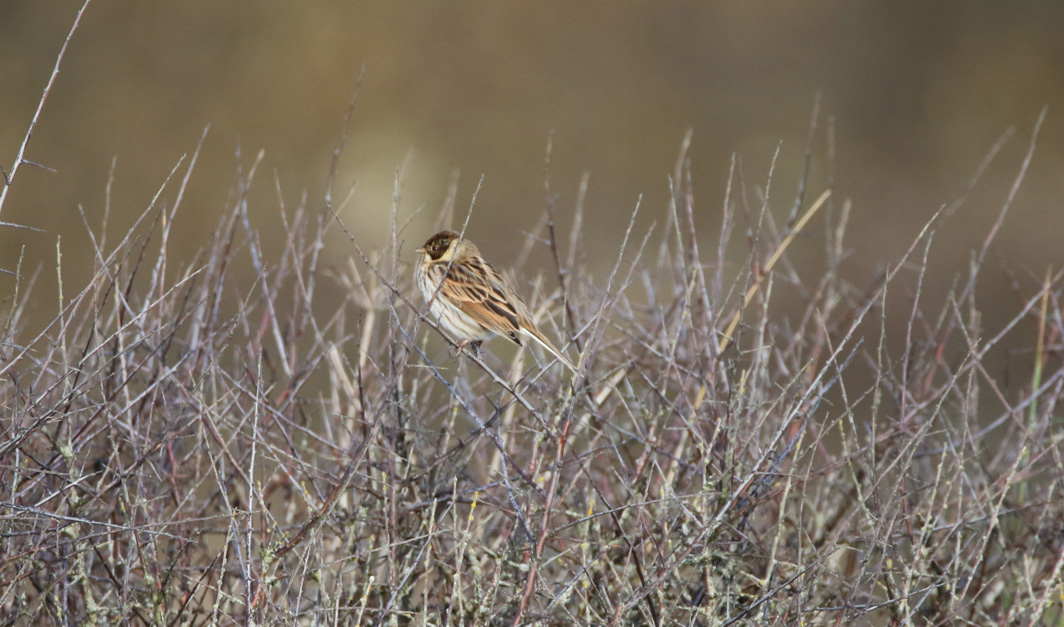 Bruant des roseaux