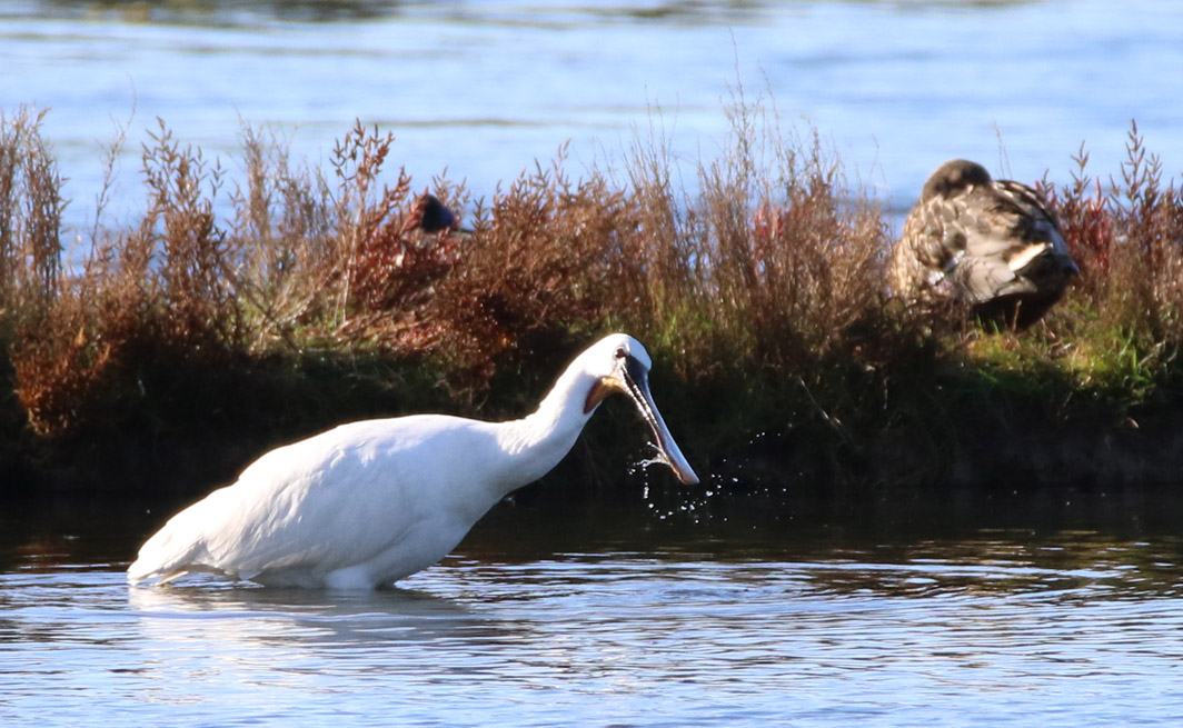 Spatule blanche dans le marais du Duer