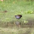 Gallinule poule-d’eau