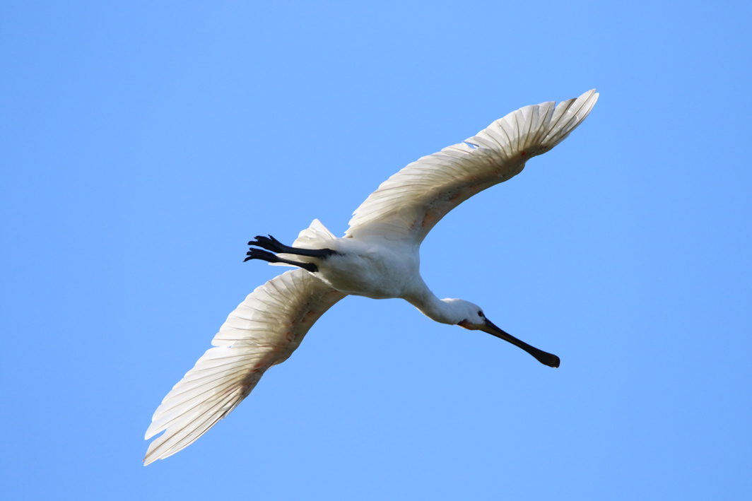 Spatule blanche en vol
