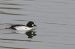 Garrot à oeil d&rsquo;or | Bucephala clangula | Common Goldeneye