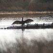 Grand Cormoran séchant ses ailes