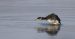 Grèbe jougris | Podiceps grisegena | Red-necked Grebe