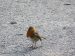 Rougegorge familier | Erithacus rubecula | European Robin