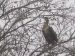 Grand Cormoran | Phalacrocorax carbo | Great Cormorant