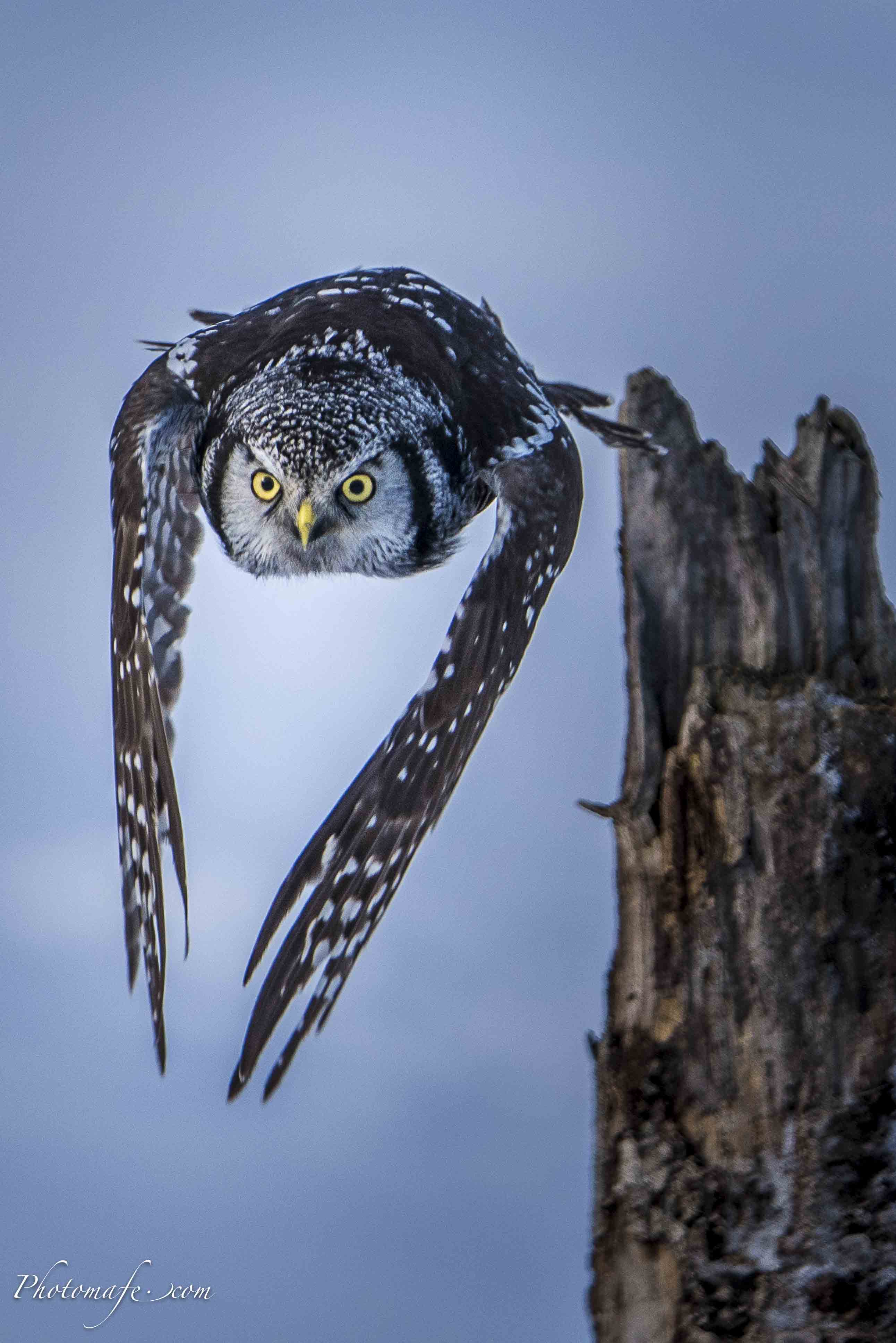 Chouette épervière en chasse