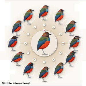 La Brève à ventre rouge devrait être divisée en 12 ou 13 espèces distinctes
