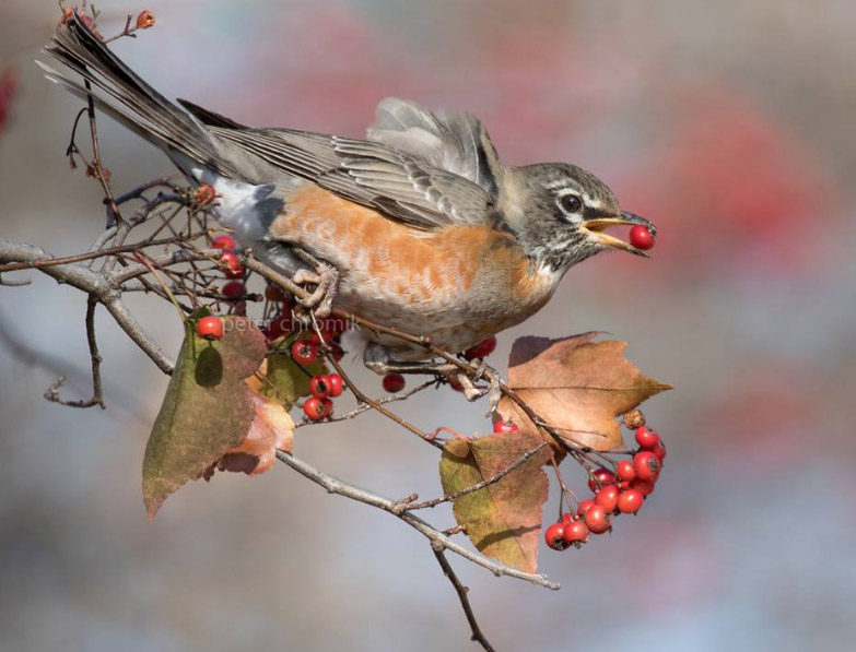 Merle d&rsquo;Amérique dans une Viorne trilobée