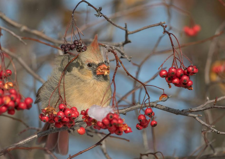 Cardinal rouge dans une Viorne trilobée