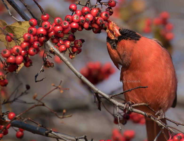 Cardinal rouge dans une Viorne trilobée