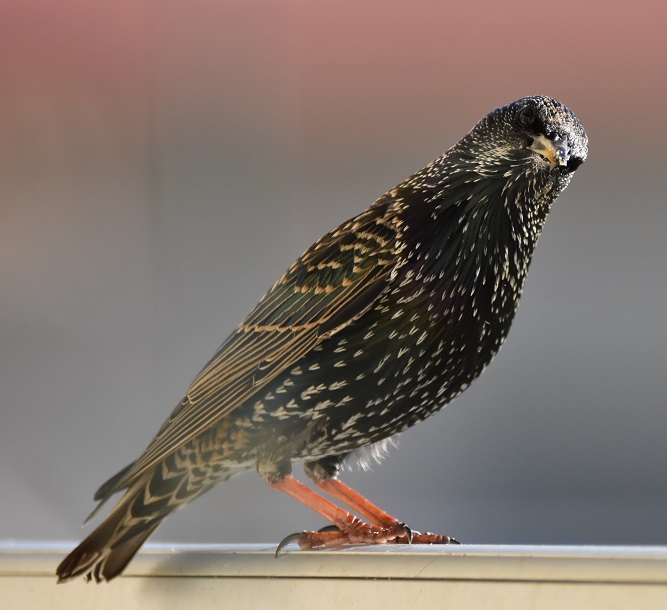 Magnifique étourneau