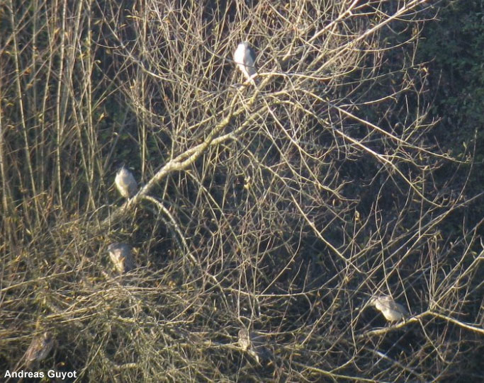 Bihoreaux gris hivernants