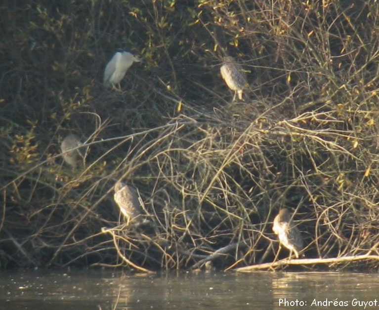 Bihoreaux gris hivernants