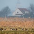 Les oiseaux de l’Uitkerkse (Uitkerke) Polder (Belgique)