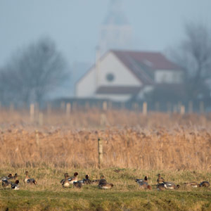 Les oiseaux de l’Uitkerkse (Uitkerke) Polder (Belgique)