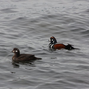 Une association méconnue entre Arlequins plongeurs et Loutres de mer