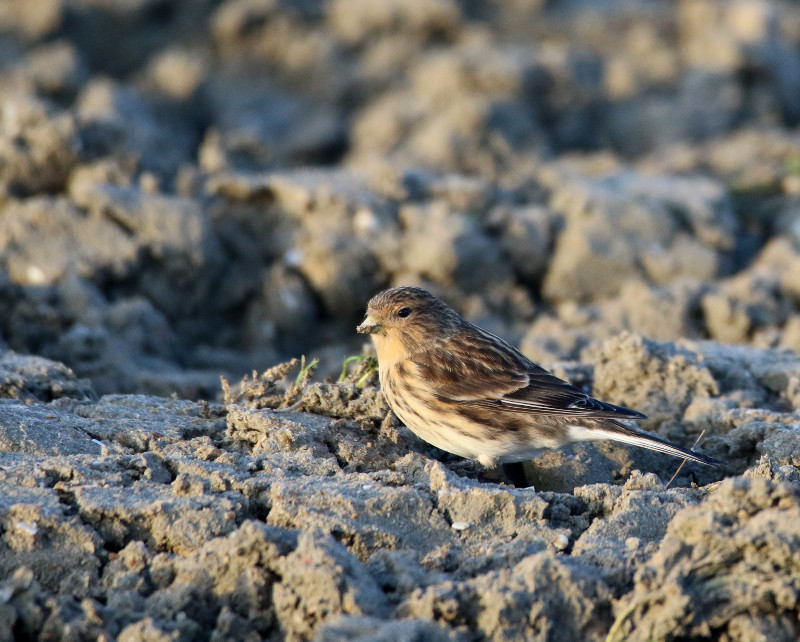 Linotte à bec jaune