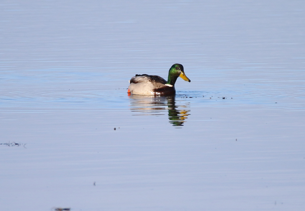 Canard colvert