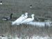 Spatule blanche | Platalea leucorodia | Eurasian Spoonbil
