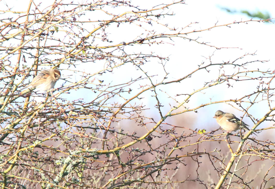 Bruant des roseaux et Pinson des arbres