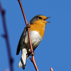 Pourquoi certains oiseaux chantent-ils en hiver ?