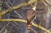 Autour des palombes | Accipiter gentilis | Northern Goshawk
