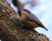 Sittelle torchepot |Sitta europaea | Eurasian Nuthatch