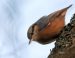Sittelle torchepot |Sitta europaea | Eurasian Nuthatch