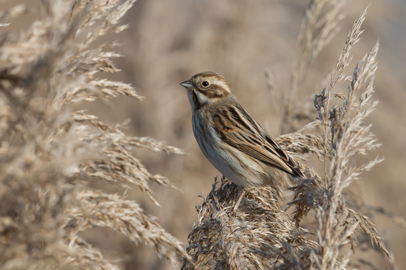 Bruant des roseaux