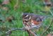 Grive mauvis | Turdus iliacus | Redwing