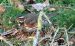 Grive mauvis | Turdus iliacus | Redwing