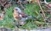 Grive litorne | Turdus pilaris | Fieldfare