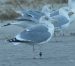 Goéland argenté | Larus argentatus | European Herring Gull