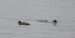 Fuligule milouinan | Aythya marila | Greater Scaup
