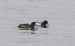 Fuligule milouinan | Aythya marila | Greater Scaup