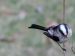 Mésange à longue queue | Aegithalos caudatus | Long-tailed Tit
