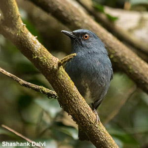 Description d’une nouvelle espèce d’oiseau dans les Ghats occidentaux (Inde)