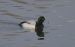 Fuligule milouinan | Aythya marila | Greater Scaup
