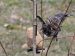 Étourneau sansonnet | Sturnus vulgaris | Common Starling