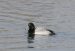 Fuligule milouinan | Aythya marila | Greater Scaup