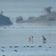 Rencontre glacée sur le lac des deux amants