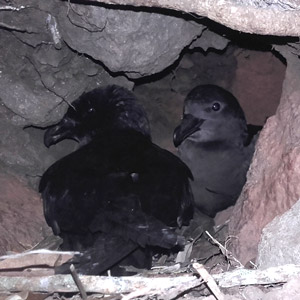 Découverte d’un site de nidification du Pétrel noir de Bourbon après 15 ans de recherches