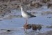 Chevalier arlequin | Tringa erythropus | Spotted Redshank