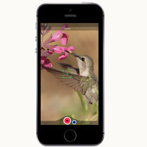 Utilisation de l’application Videography pour smartphones pour étudier les oiseaux