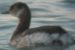 Grèbe jougris | Podiceps grisegena | Red-necked Grebe