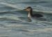 Grèbe jougris | Podiceps grisegena | Red-necked Grebe