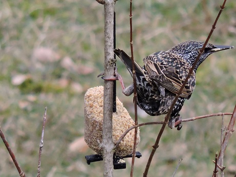 Étourneau sansonnet