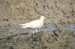 Goéland bourgmestre | Larus hyperboreus | Glaucous Gull